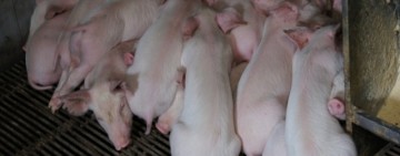 台中爆出非洲豬瘟！民眾該怎麼防範？！